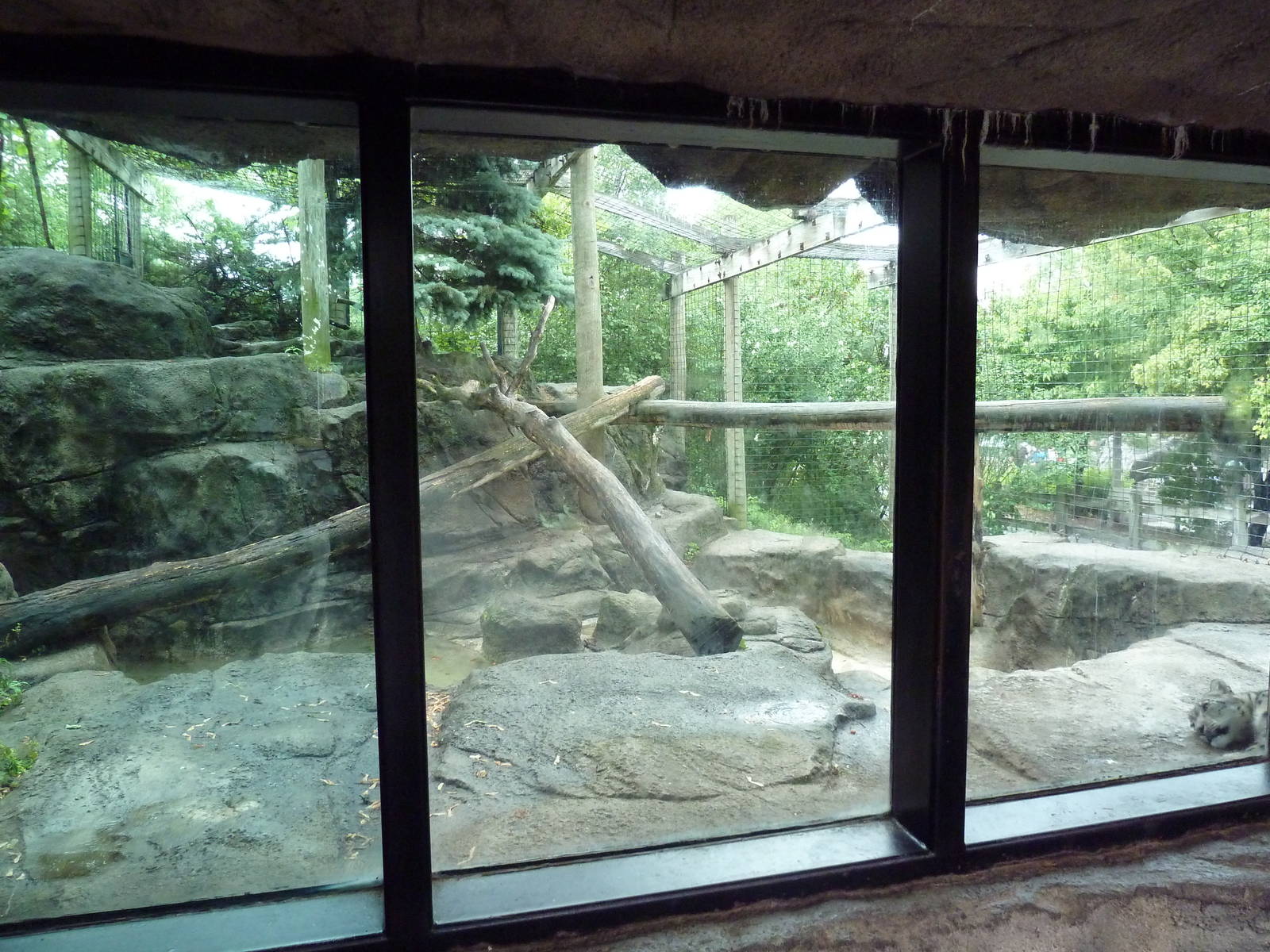 Snow Leopard Exhibit