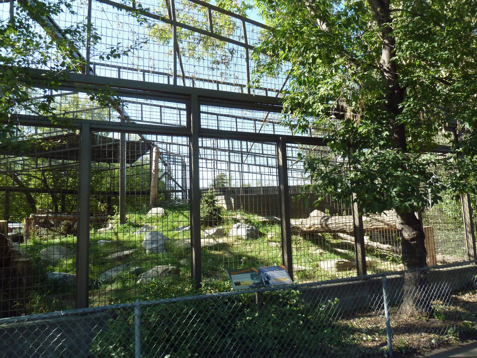 Snow Leopard Exhibit