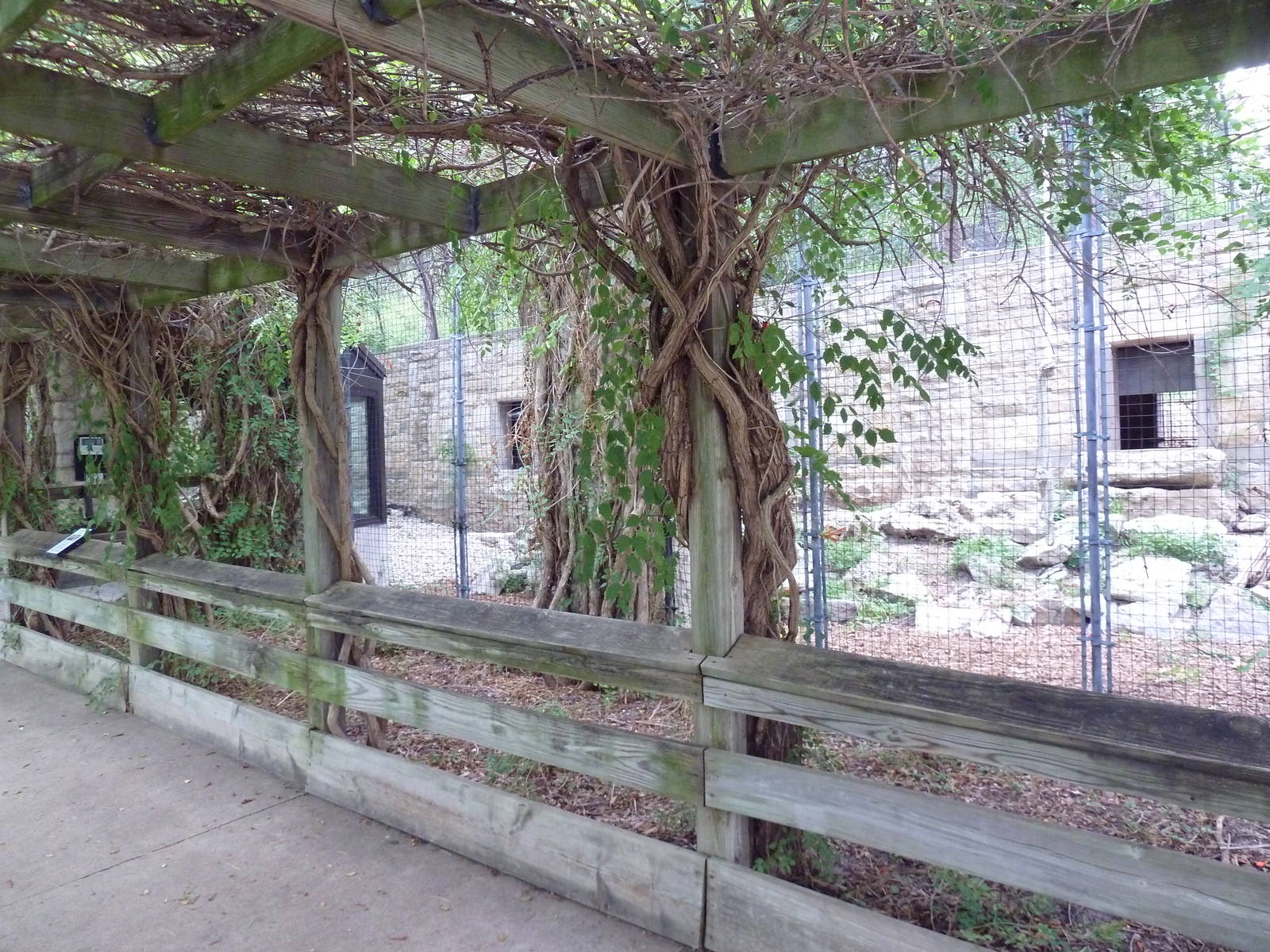 Snow Leopard Exhibit