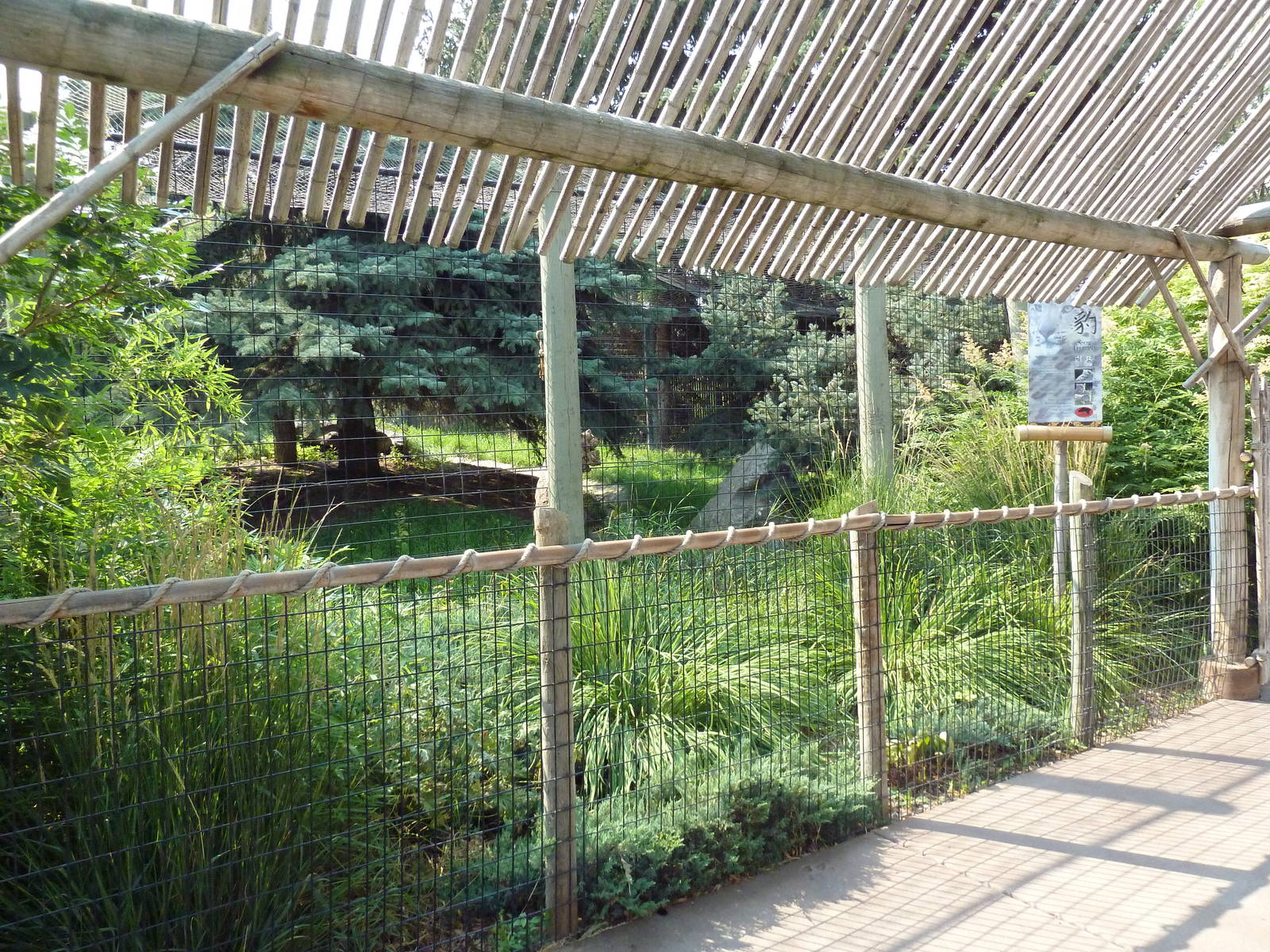Snow Leopard Exhibit