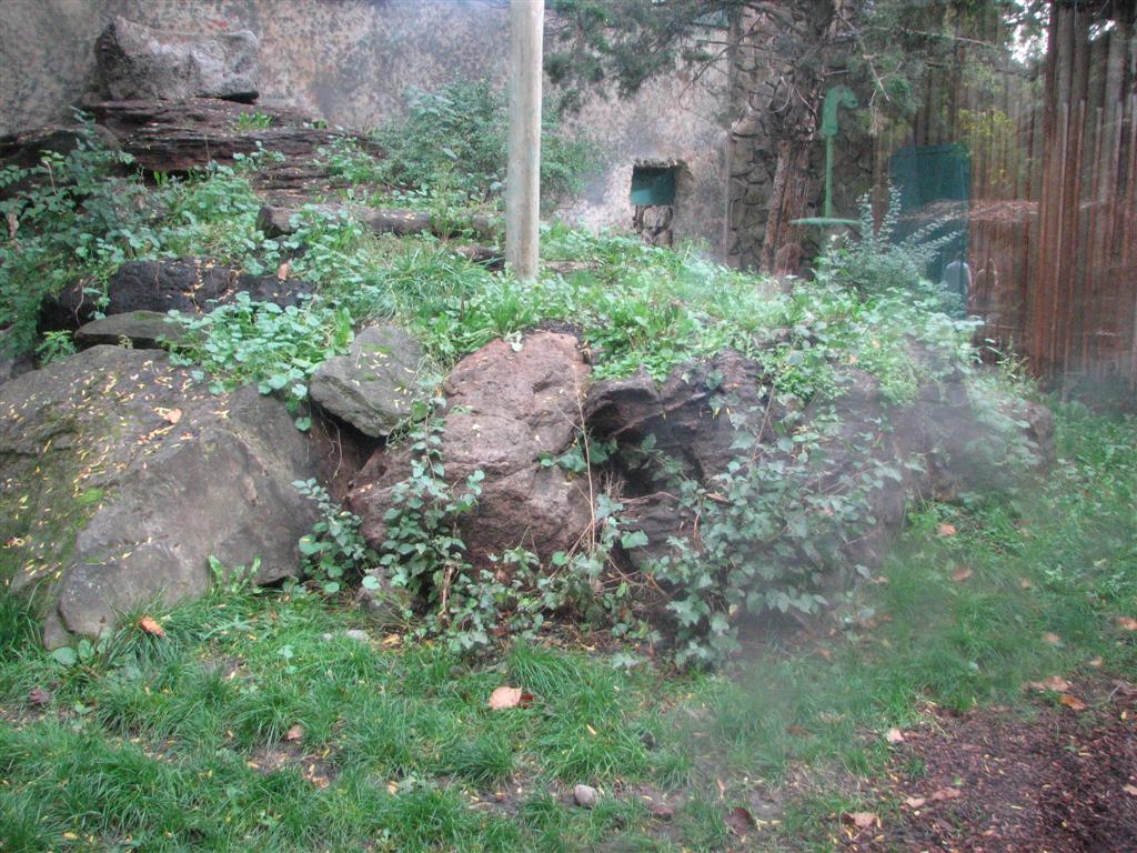 Snow Leopard Exhibit