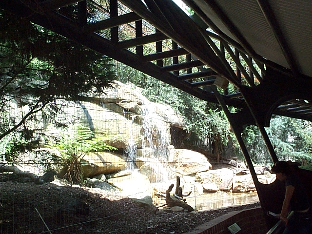 snow leopard exhibit