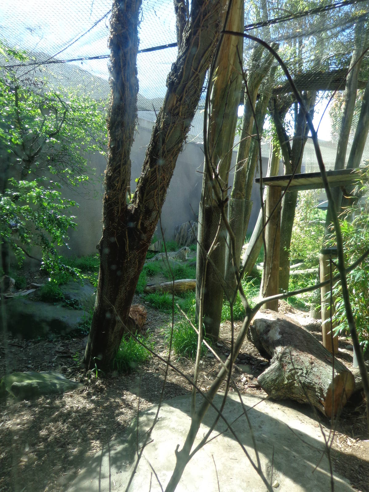 Snow Leopard Exhibit