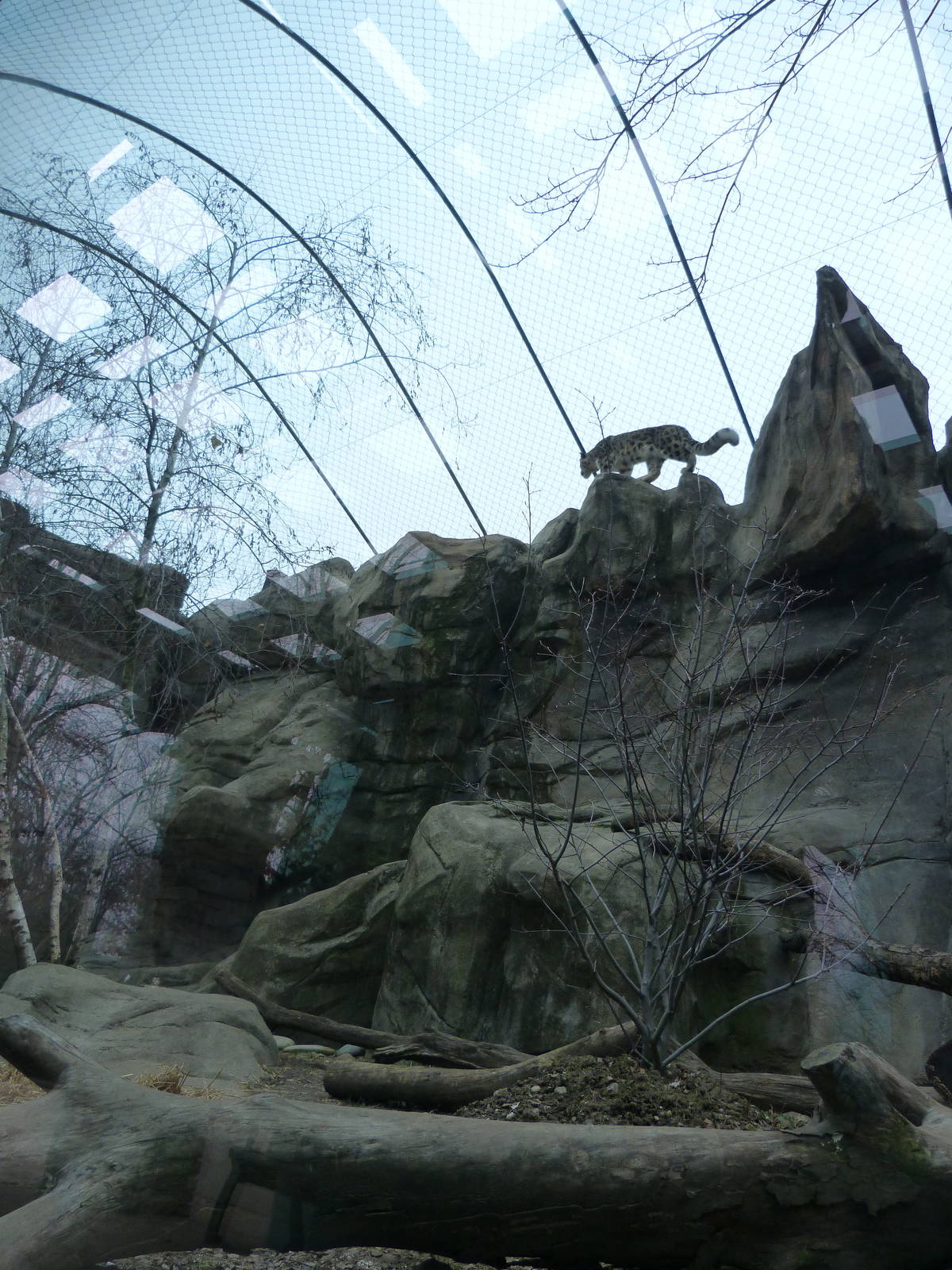 Snow Leopard Exhibit