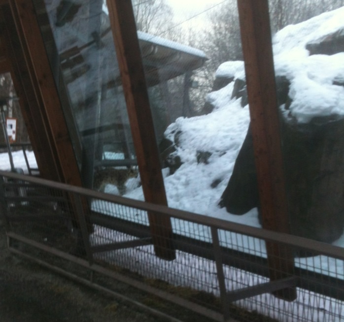 Snow Leopard Exhibit
