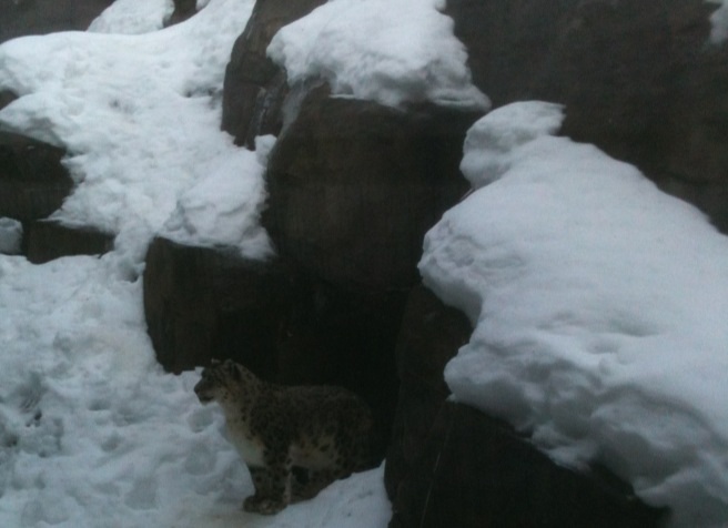 Snow Leopard Exhibit