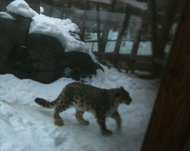 Snow Leopard Exhibit