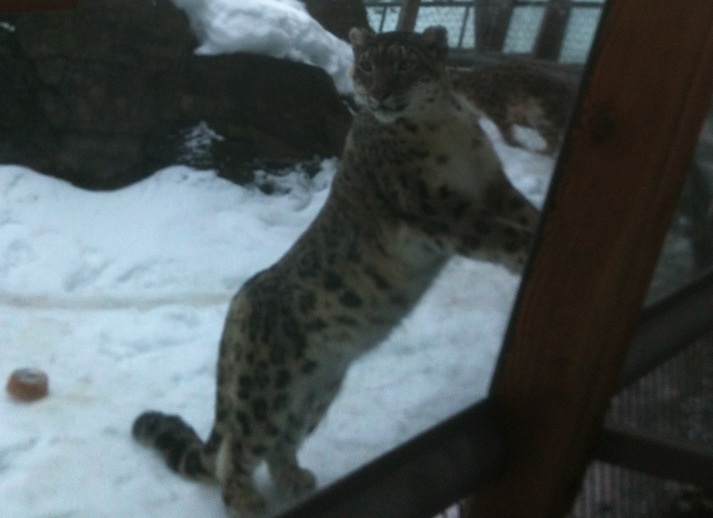 Snow Leopard Exhibit
