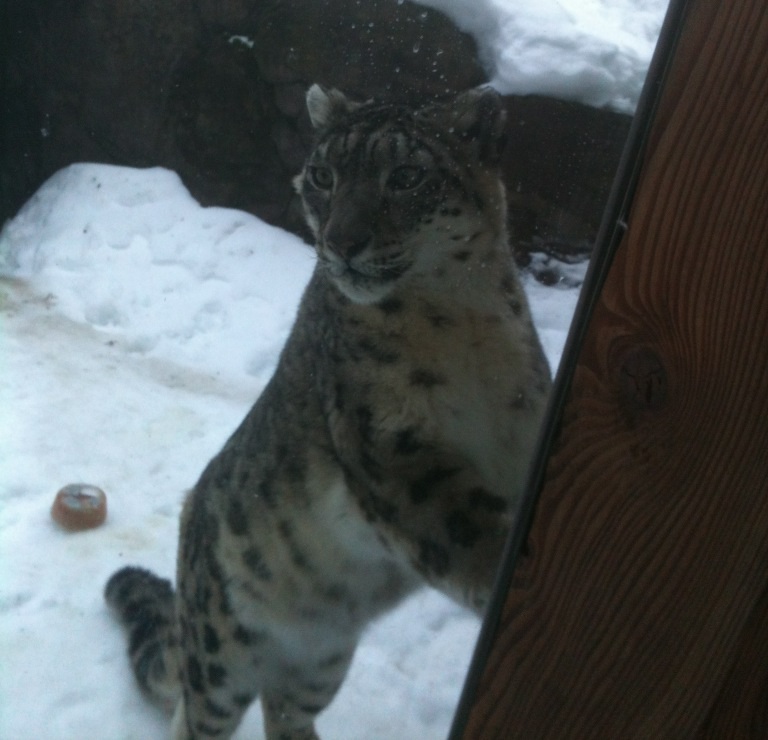 Snow Leopard Exhibit