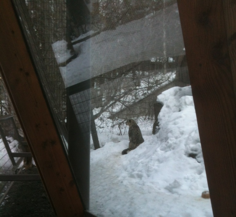 Snow Leopard Exhibit