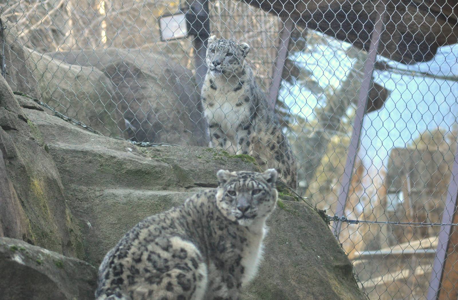 Snow Leopard Exhibit