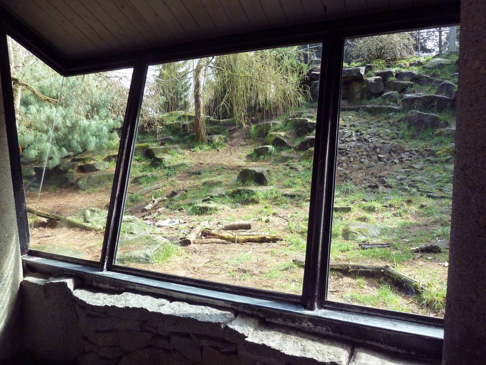Snow Leopard Exhibit