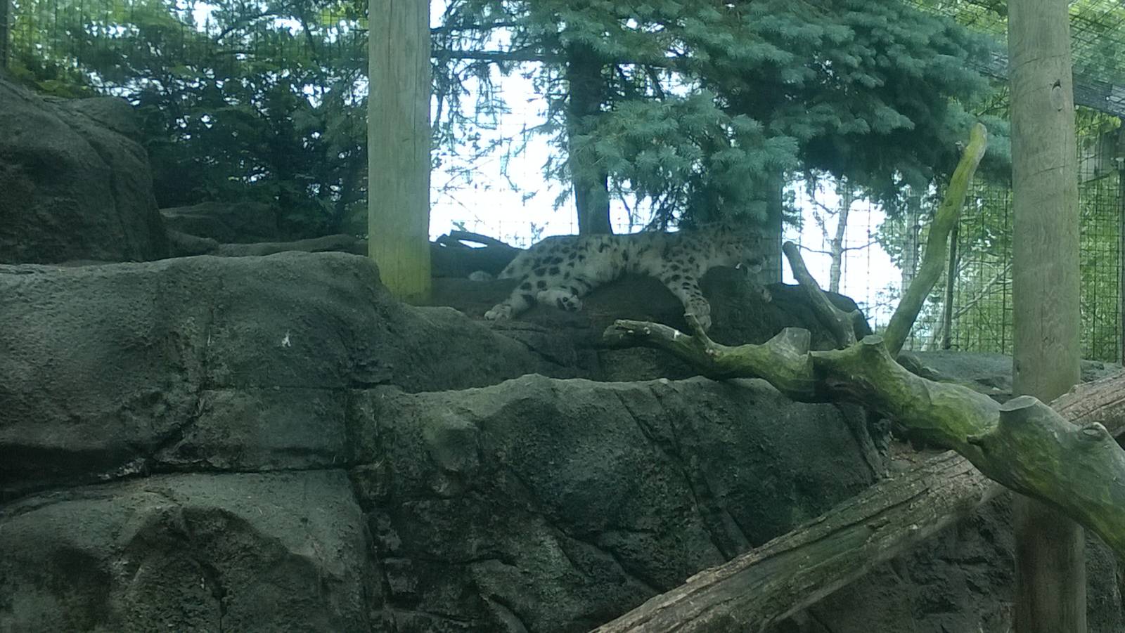 Snow Leopard Exhibit