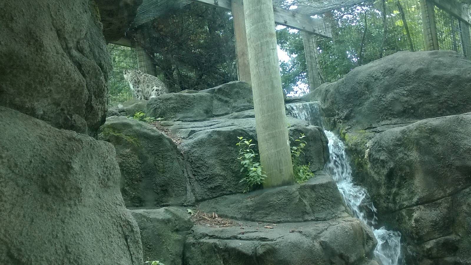 Snow Leopard Exhibit