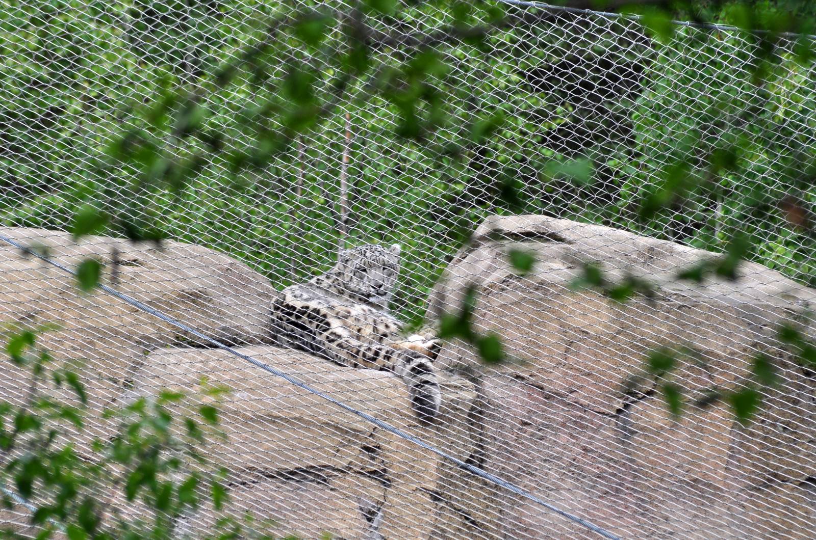 Snow Leopard Exhibit