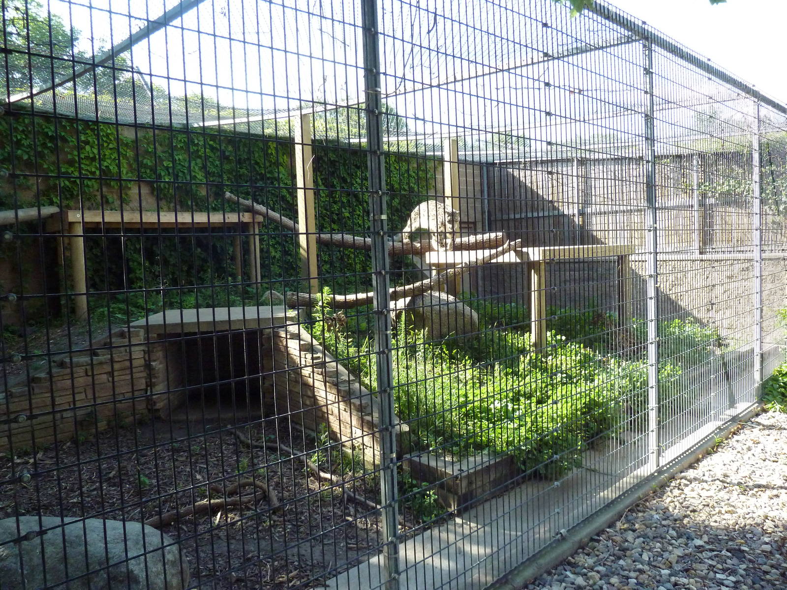 Snow Leopard Exhibit