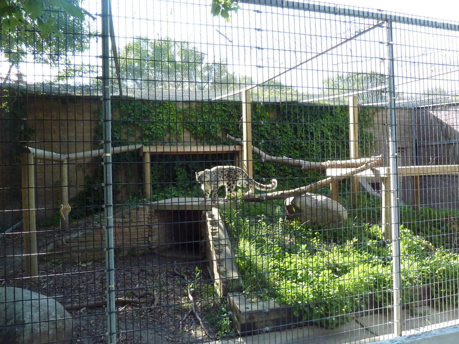 Snow Leopard Exhibit