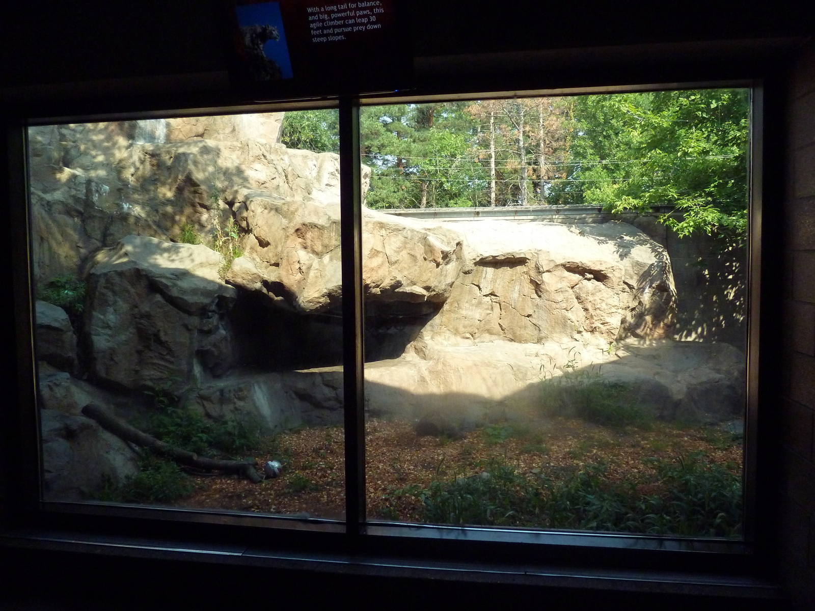 Snow Leopard Exhibit