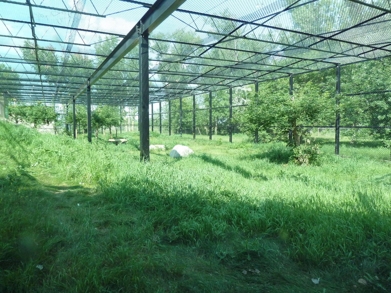 Snow Leopard Exhibit