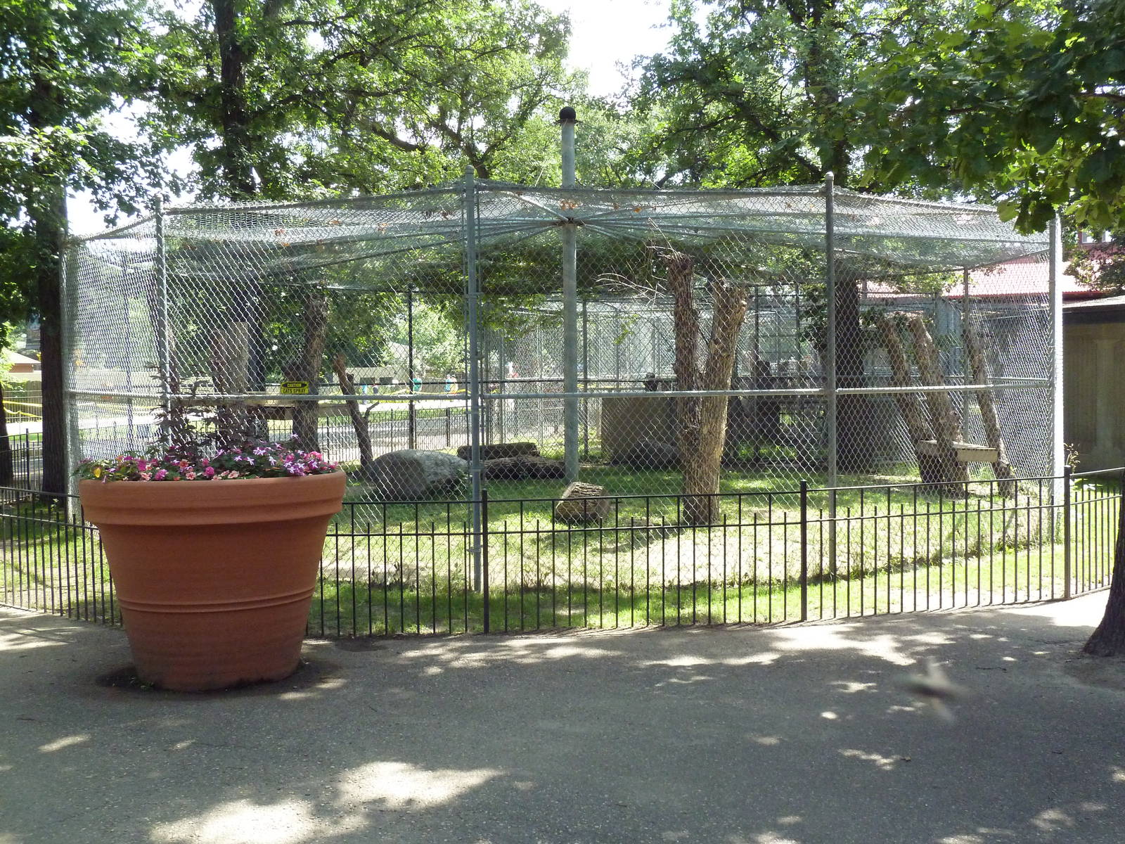 Snow Leopard Exhibit
