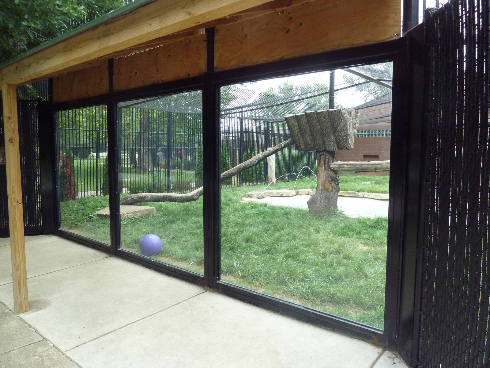 Snow Leopard Exhibit