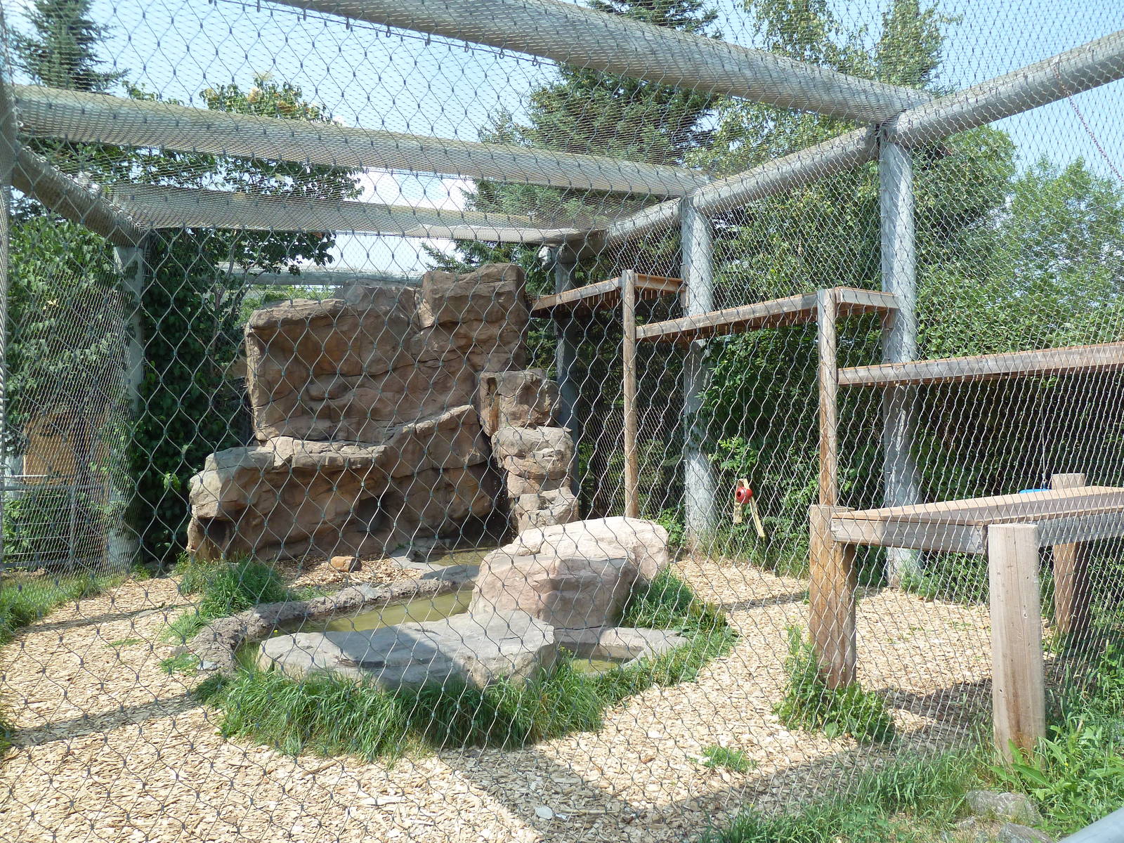Snow Leopard Exhibit