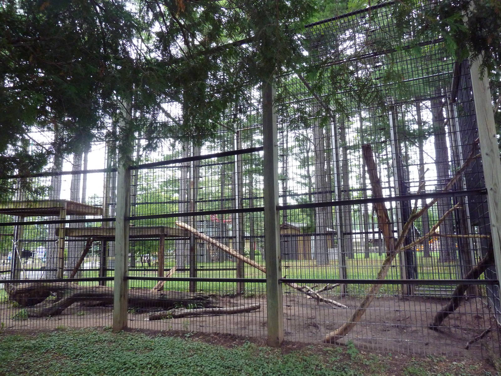 Snow Leopard Exhibit