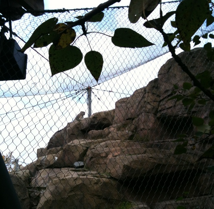 Snow Leopard Exhibit