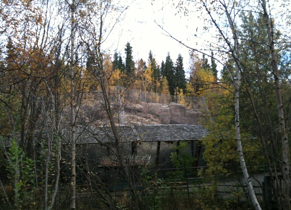 Snow Leopard Exhibit
