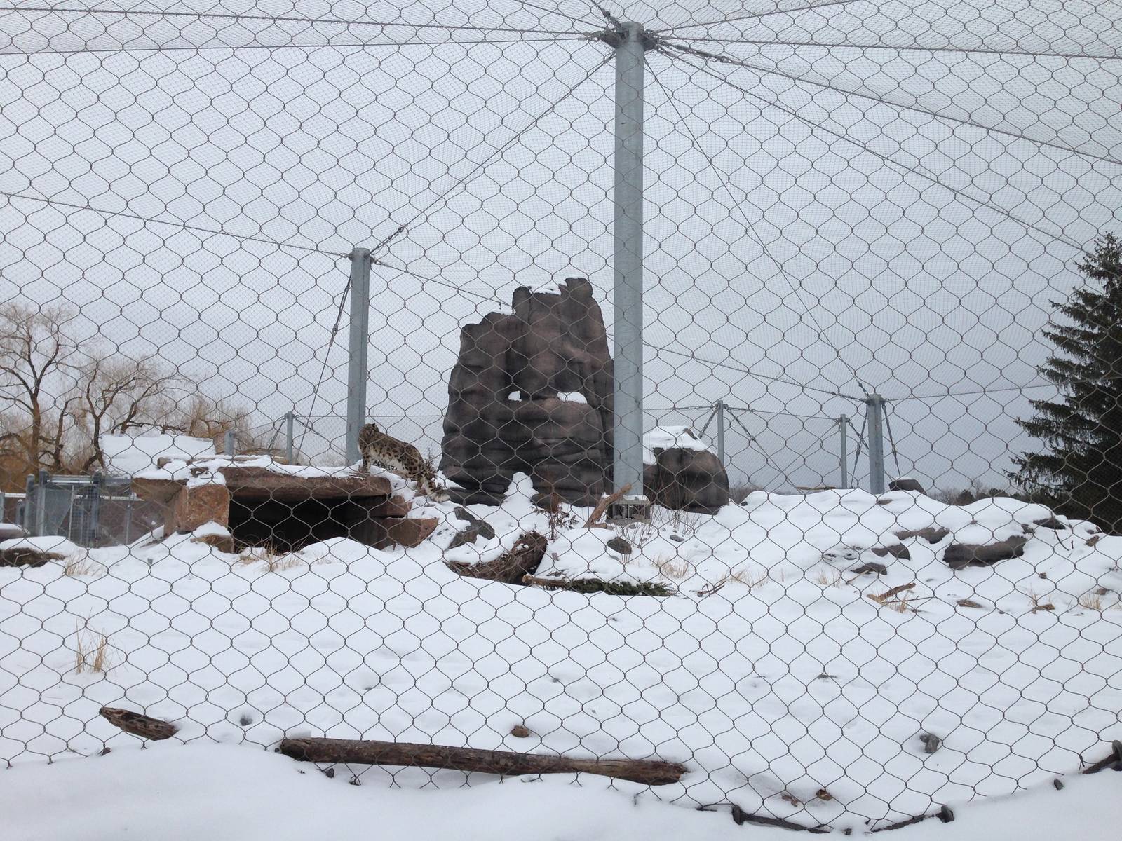 Snow Leopard Exhibit