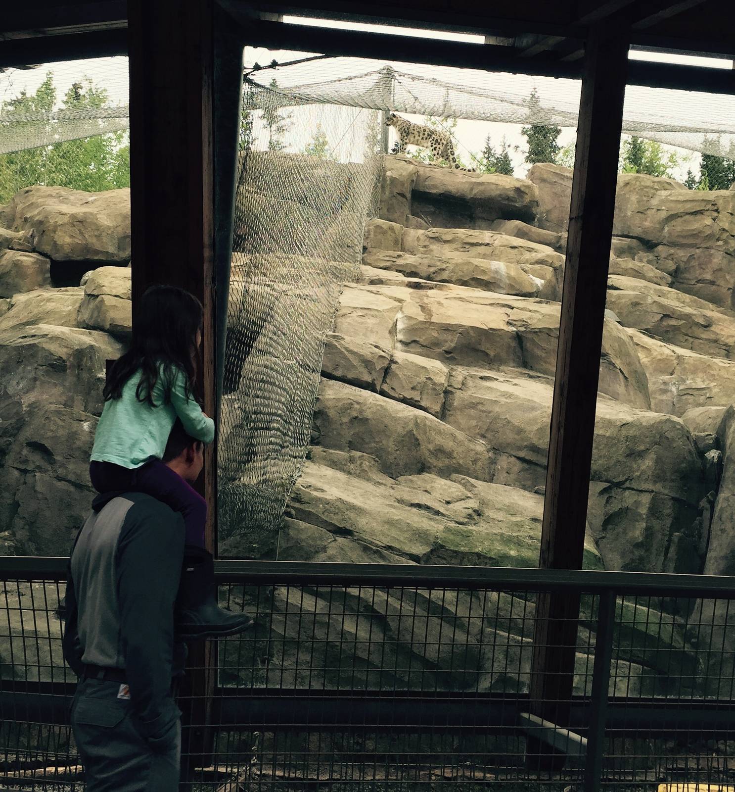 Snow Leopard exhibit