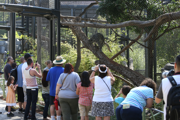 Snow leopard exhibit