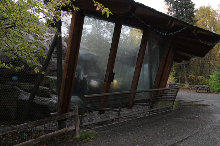 snow leopard exhibit