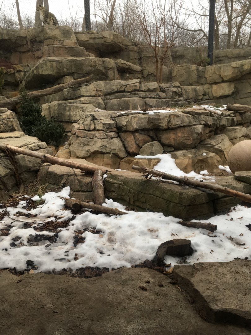 Snow leopard exhibit