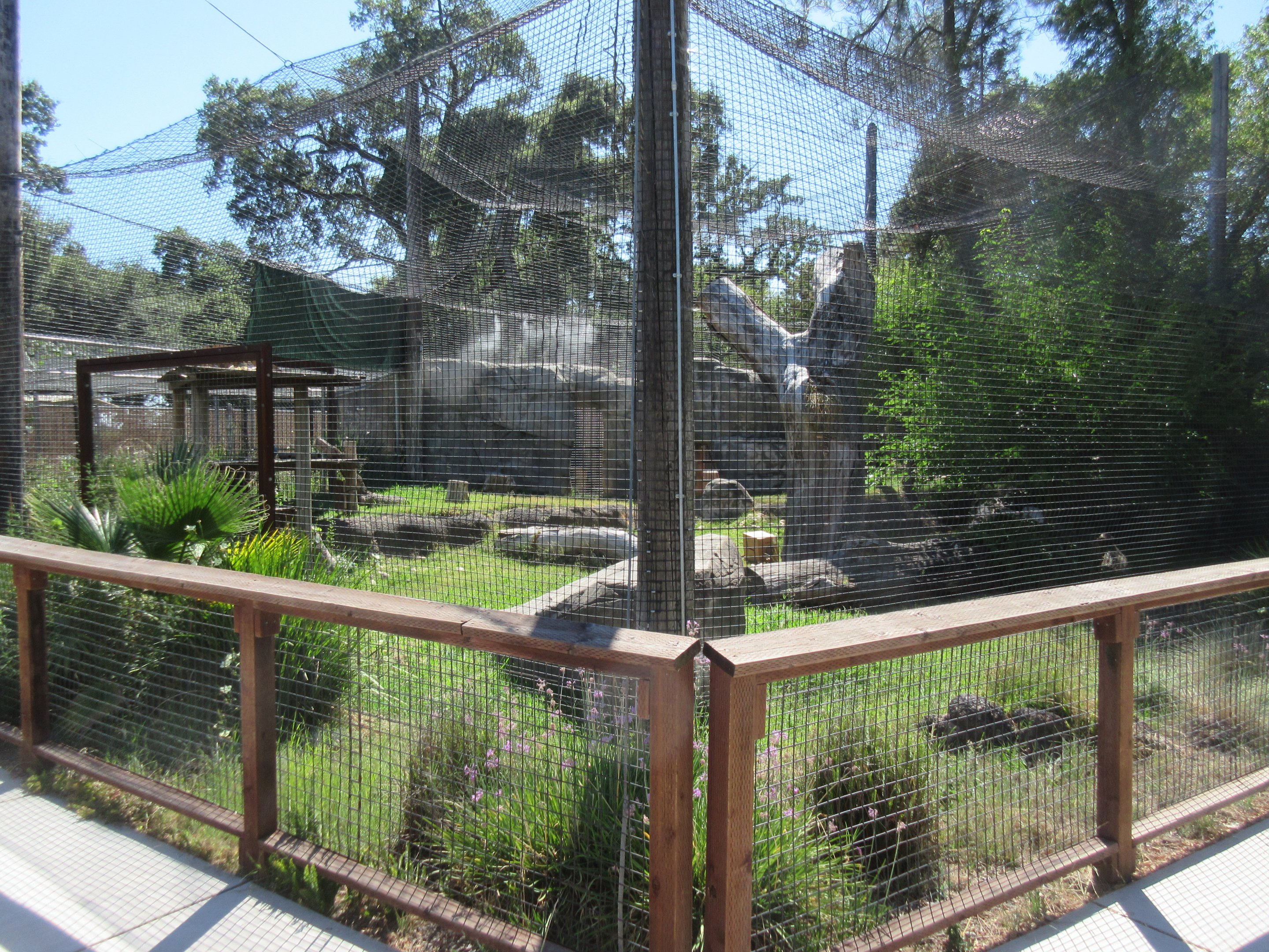 Snow Leopard Exhibit