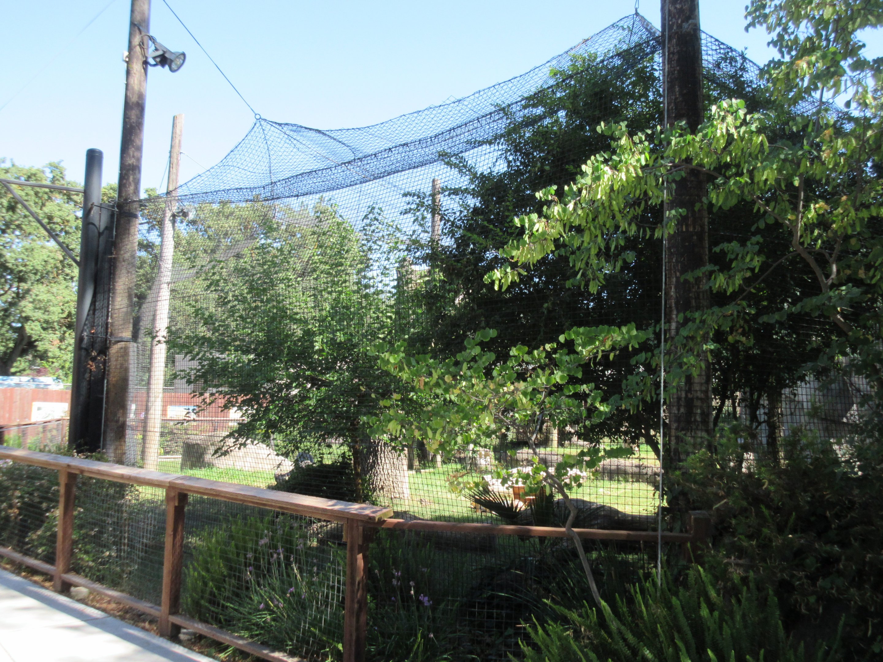 Snow Leopard Exhibit
