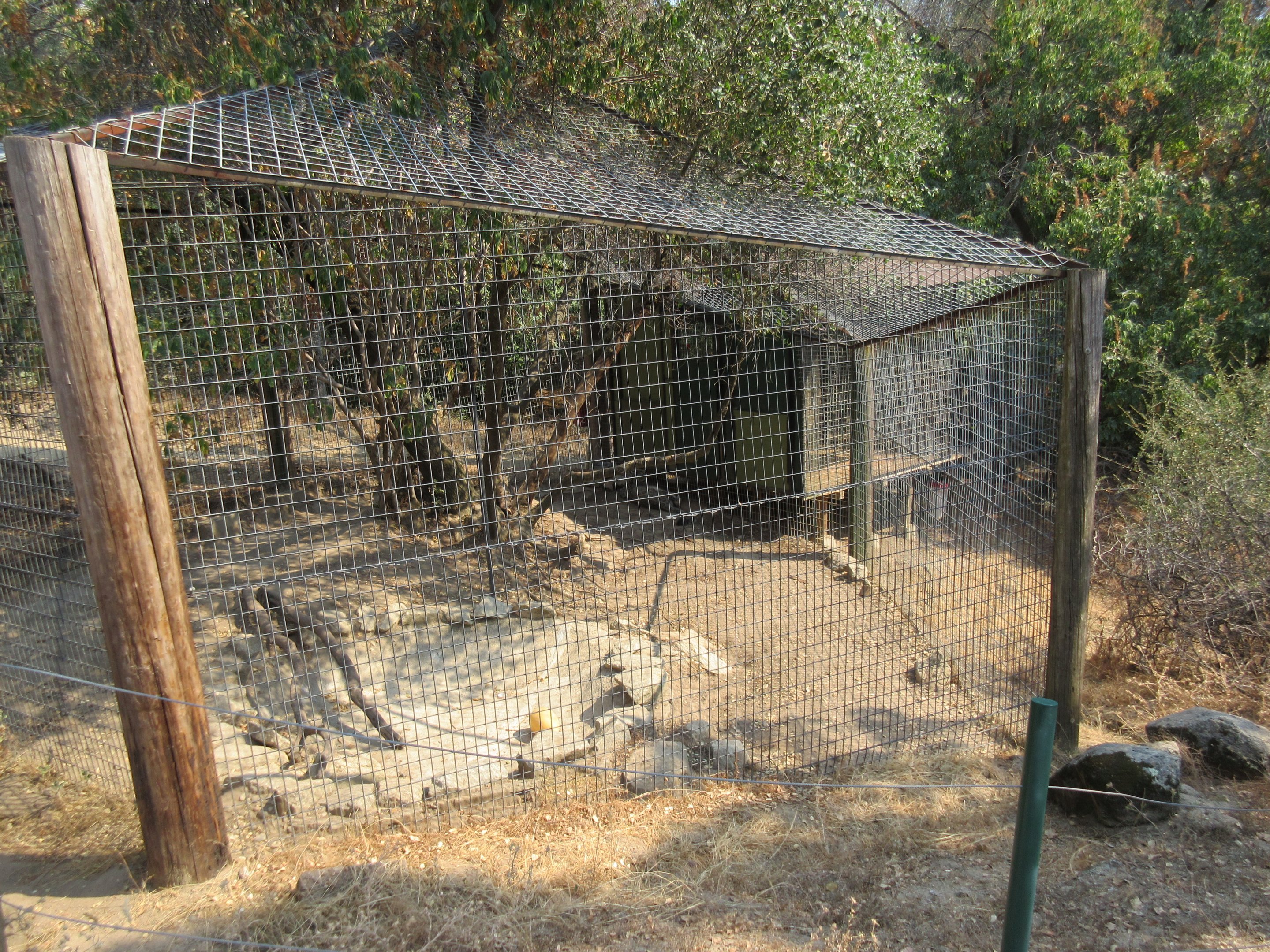 Snow Leopard Exhibit