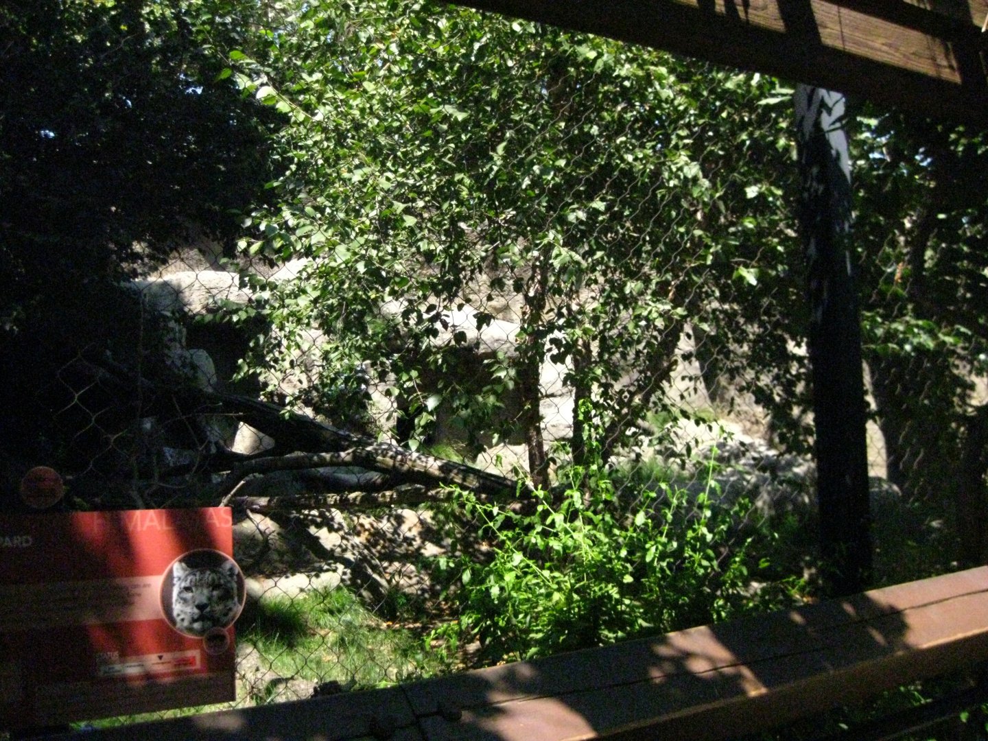 Snow Leopard Exhibit