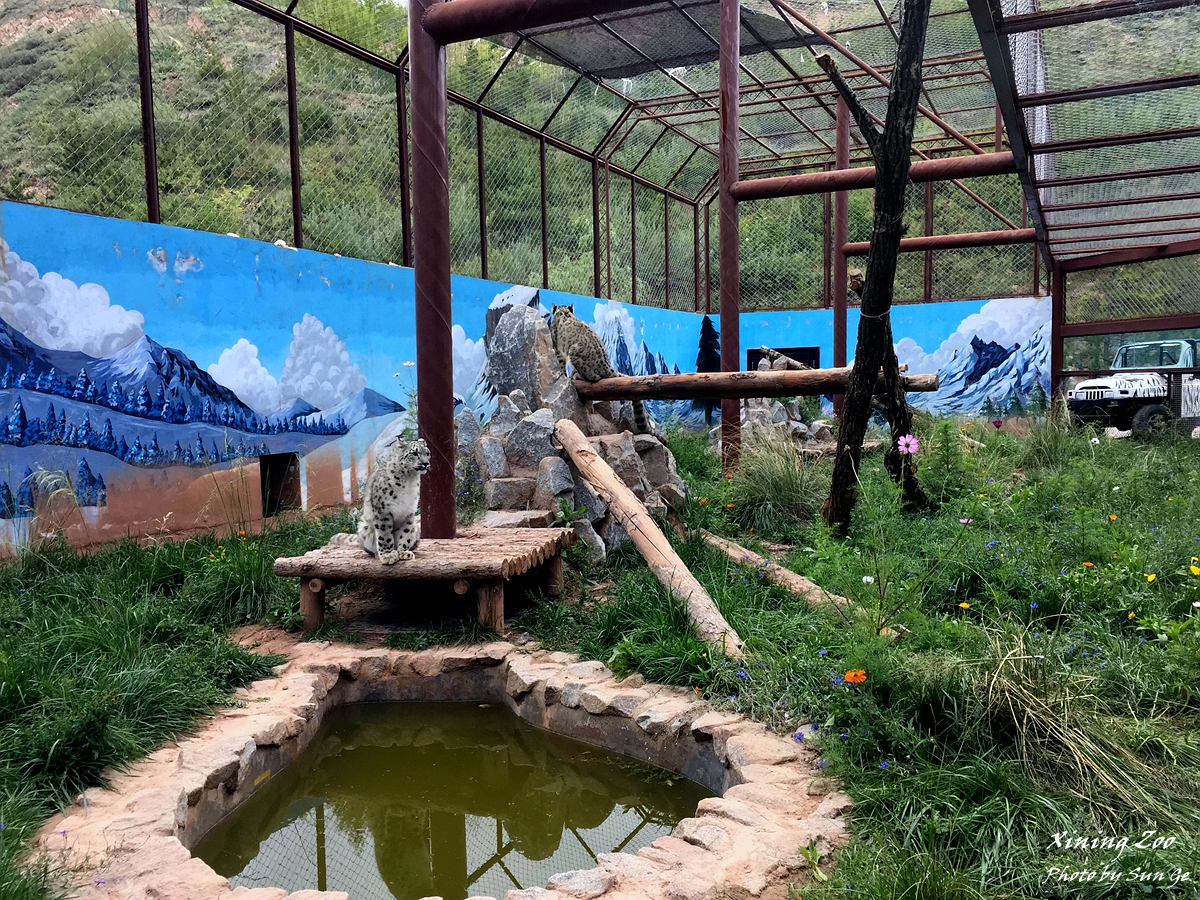 Snow Leopard Exhibit