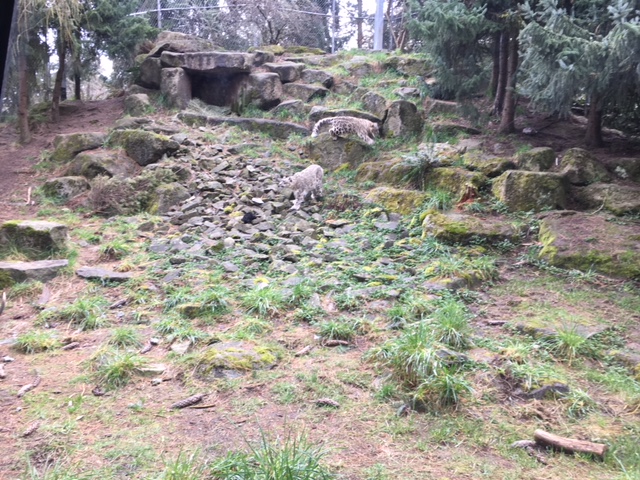 Snow Leopard Exhibit