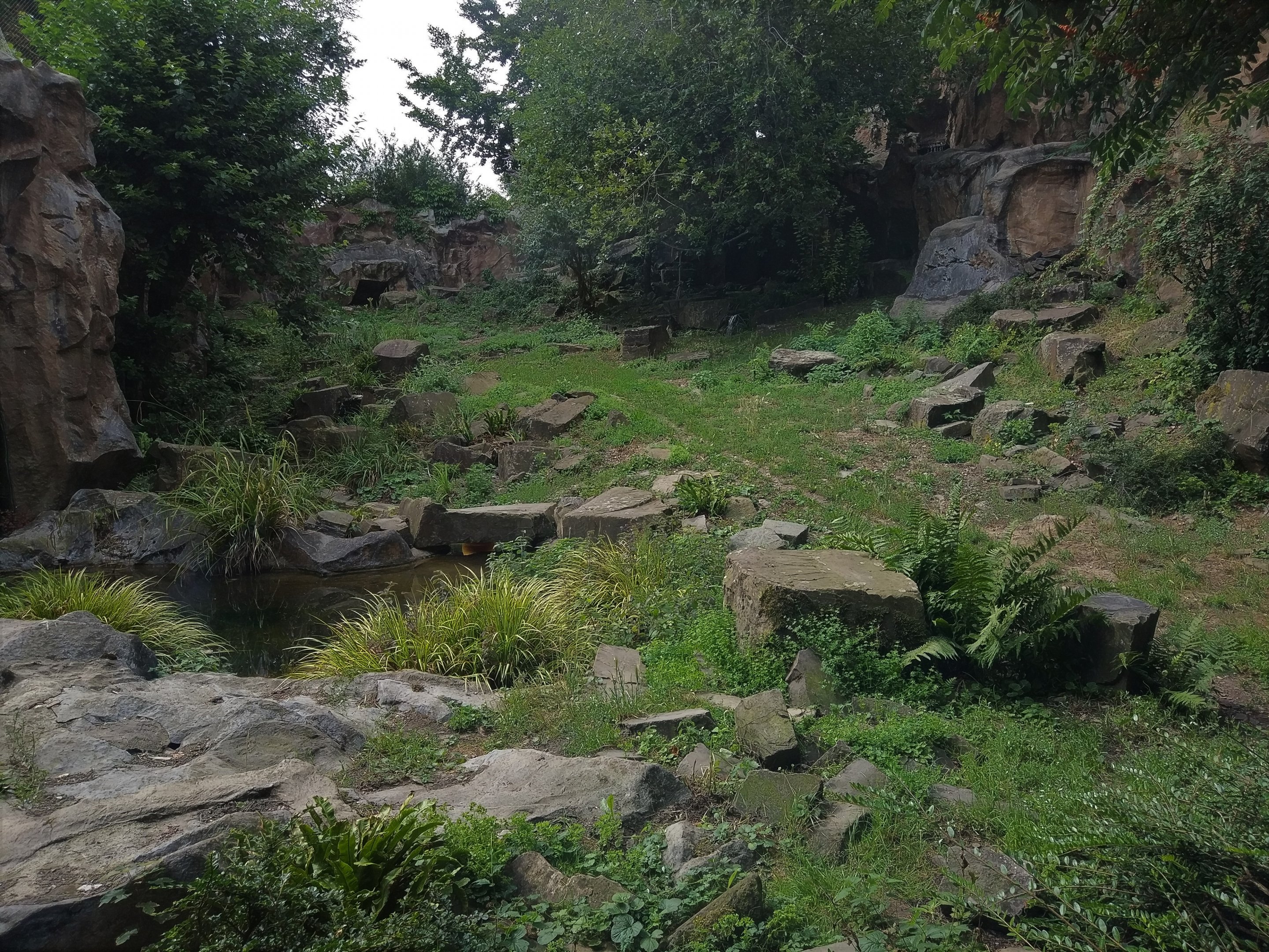 Snow Leopard Exhibit