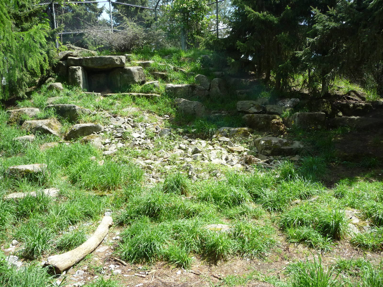 Snow Leopard Exhibit