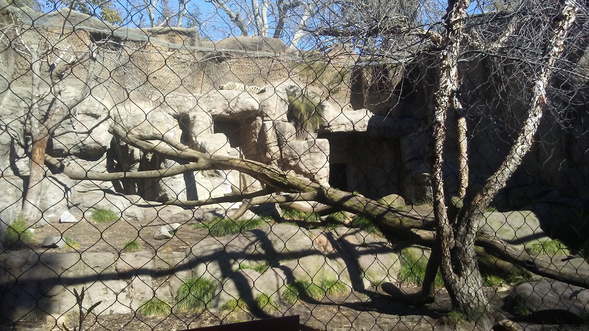Snow leopard exhibit