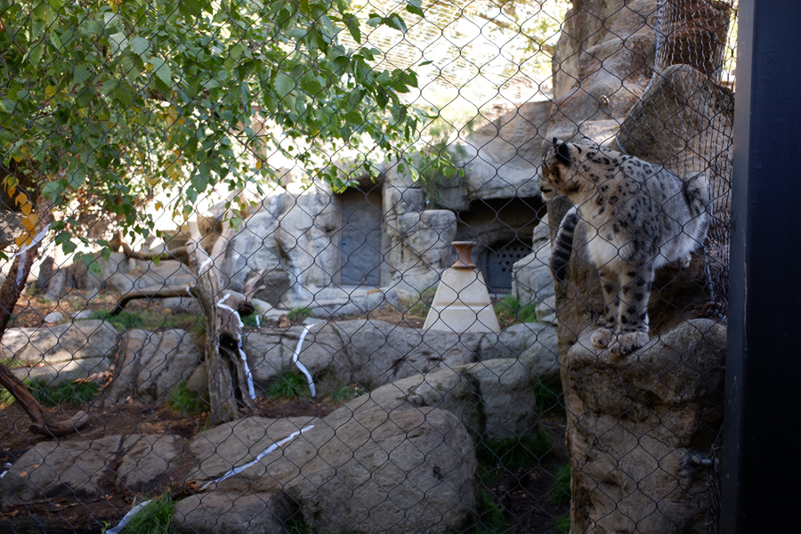 snow leopard exhibit