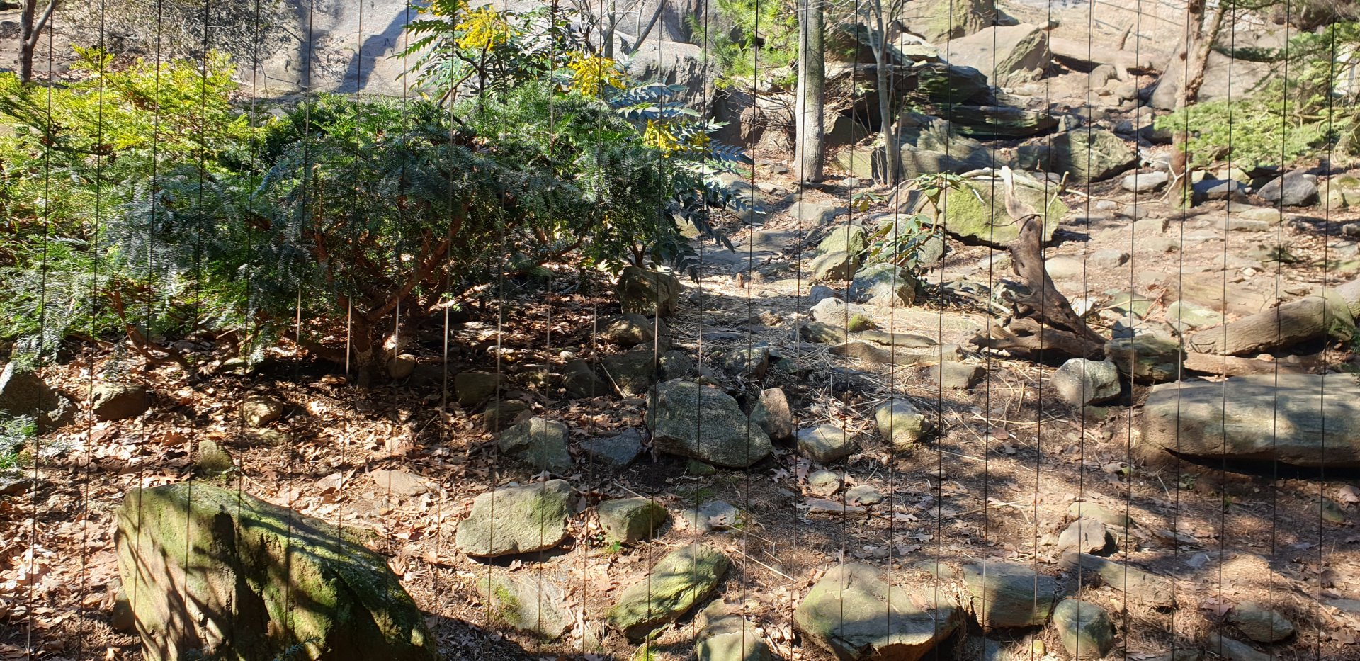 Snow leopard exhibit