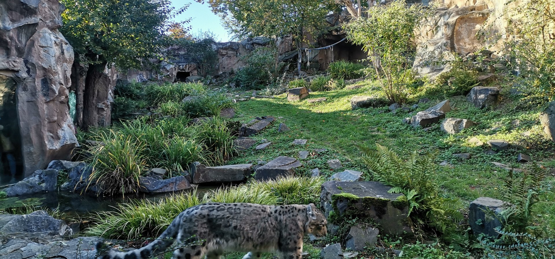 Snow Leopard exhibit