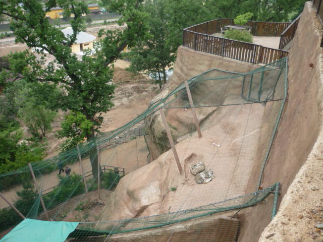 Snow Leopard Exhibit