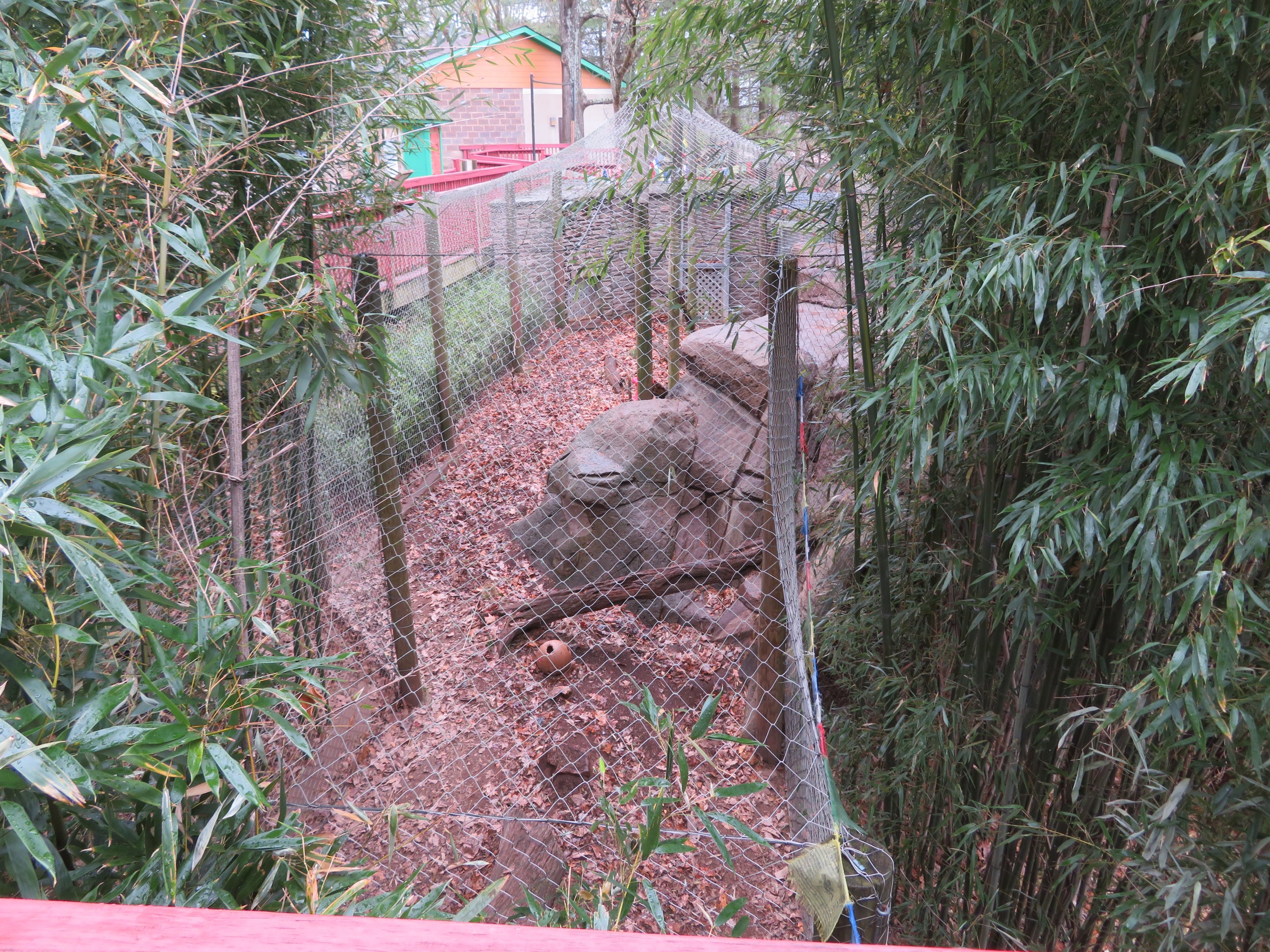 Snow Leopard Exhibit