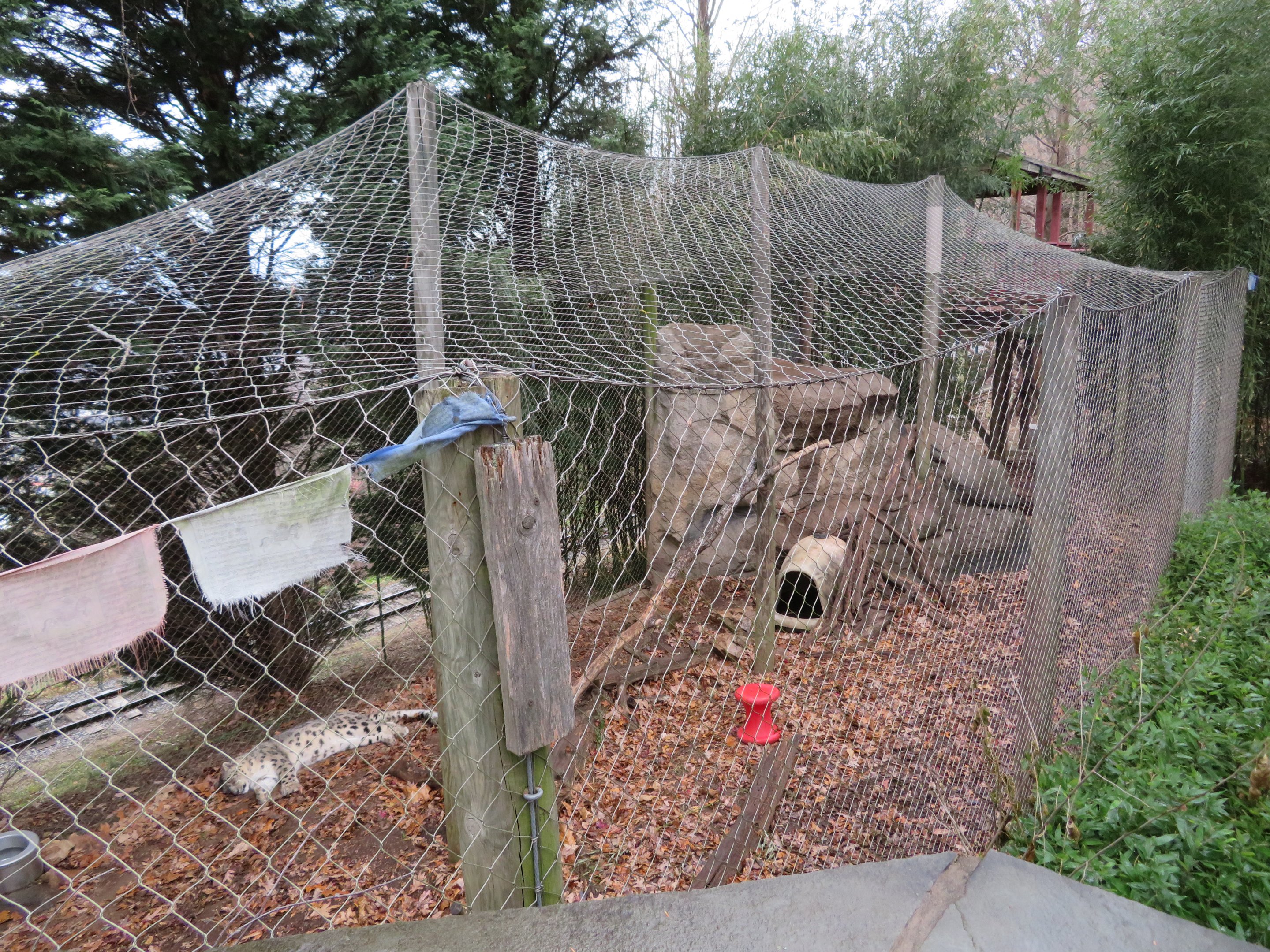 Snow Leopard Exhibit