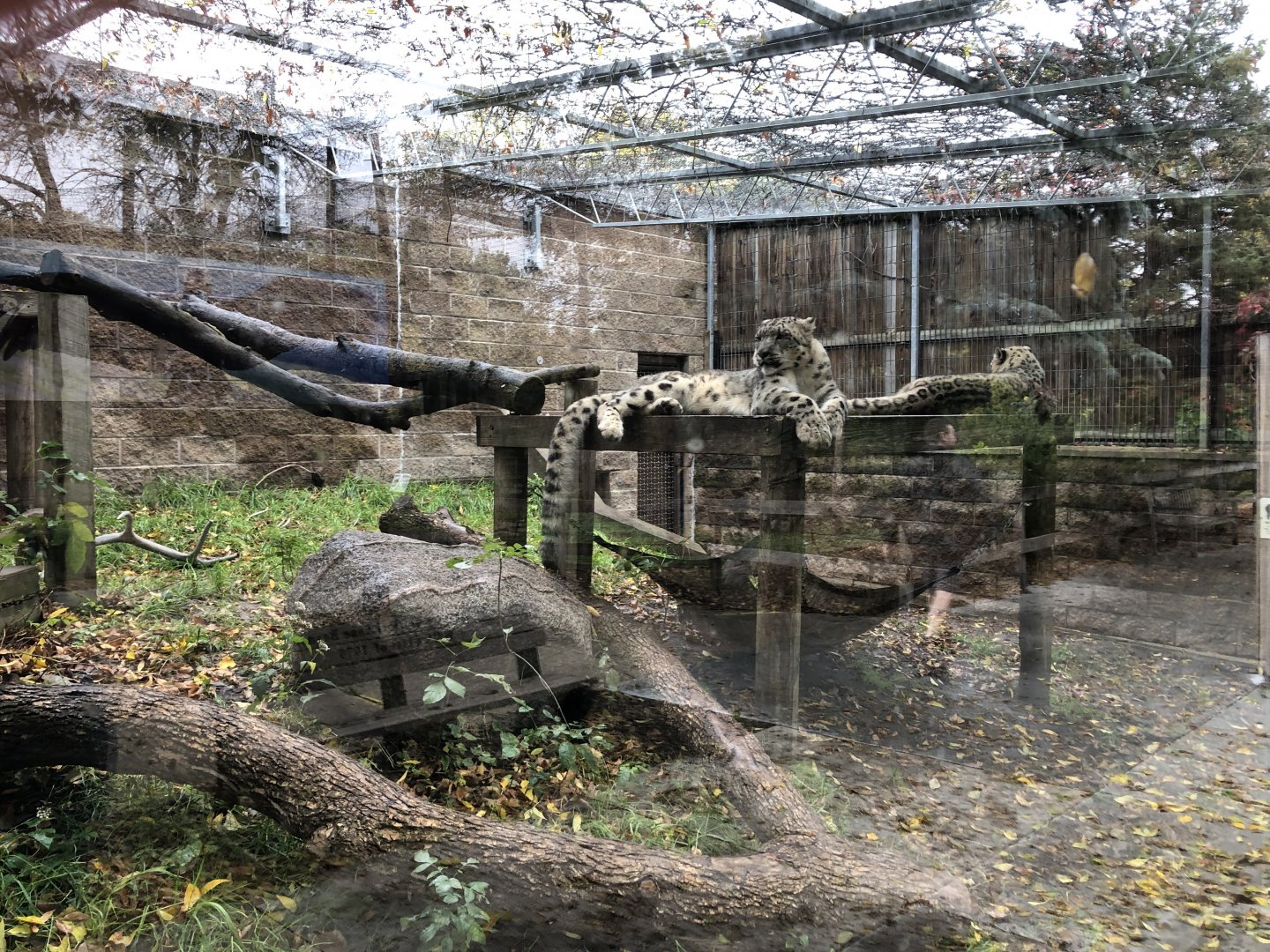 Snow Leopard exhibit